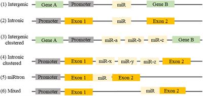 Emerging microRNA Therapeutic Approaches for Cystic Fibrosis